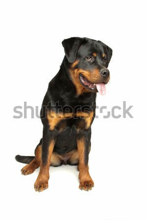 Rottweiler beyaz köpek hayvan stüdyo memeli Stok fotoğraf © eriklam