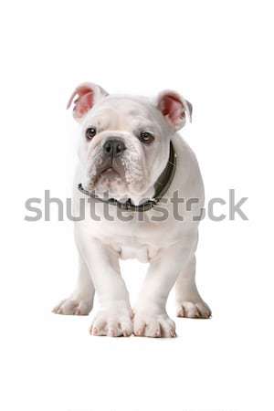 French bulldog puppy (frenchie) Stock photo © eriklam