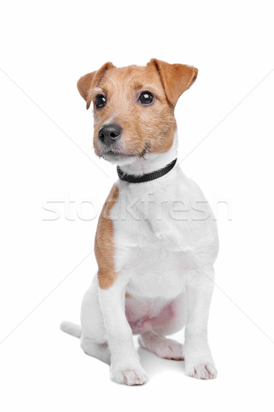 Jack Russel Terrier dog Stock photo © eriklam