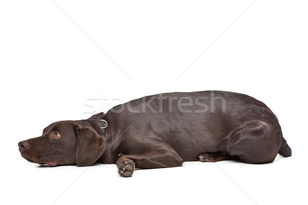 Labrador,Munsterlander Stock photo © eriklam