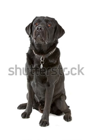 Black labrador retriever dog Stock photo © eriklam
