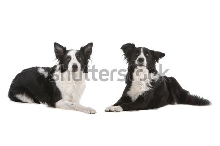 Twee border collie geïsoleerd witte witte achtergrond Stockfoto © eriklam