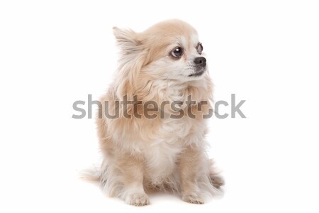 Soft coated wheaten terrier dog Stock photo © eriklam