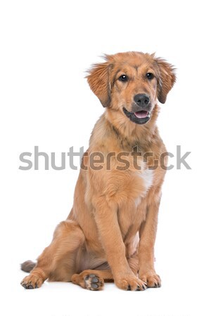 ブラウン 混合した 子犬 白 ストックフォト © eriklam