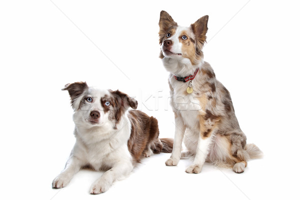 Dwa border collie psów pasterz biały studio Zdjęcia stock © eriklam
