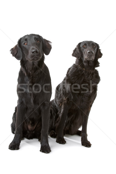 Two flat coated (flatcoat, flattie) retriever dogs  Stock photo © eriklam