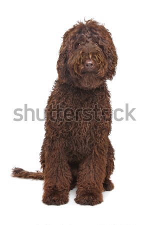 Brązowy psa czekolady studio domowych labrador Zdjęcia stock © eriklam