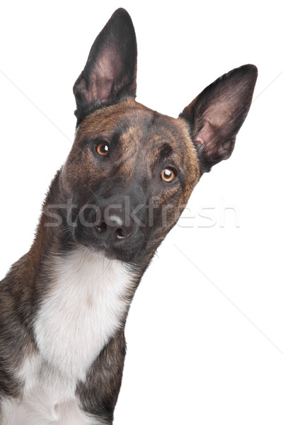 Stock fotó: Belga · juhászkutya · kutya · fehér · állat · barna · bent