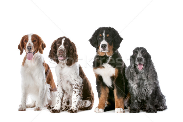 Cztery psów rząd dwa jeden berneński pies pasterski Zdjęcia stock © eriklam