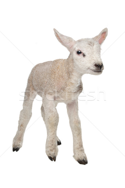 Lamb Stock photo © eriklam