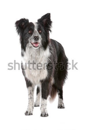 Stok fotoğraf: Border · collie · çoban · köpeği · yalıtılmış · beyaz · köpek · sınır