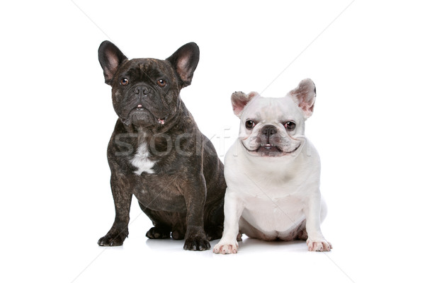 Twee frans vergadering witte hond dieren Stockfoto © eriklam