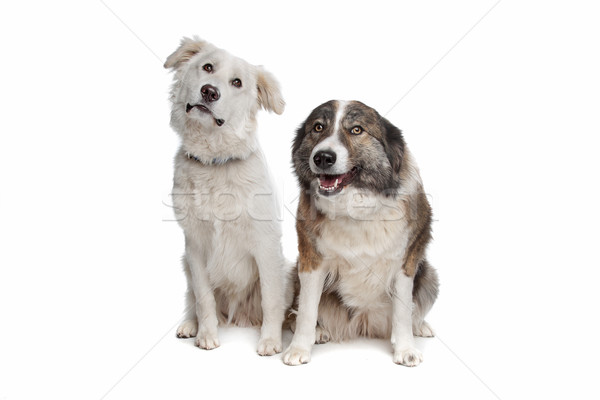 Stock photo: Aidi or atlas mountain dog