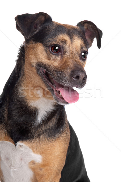 Stock photo: black and tan Jack Russel Terrier