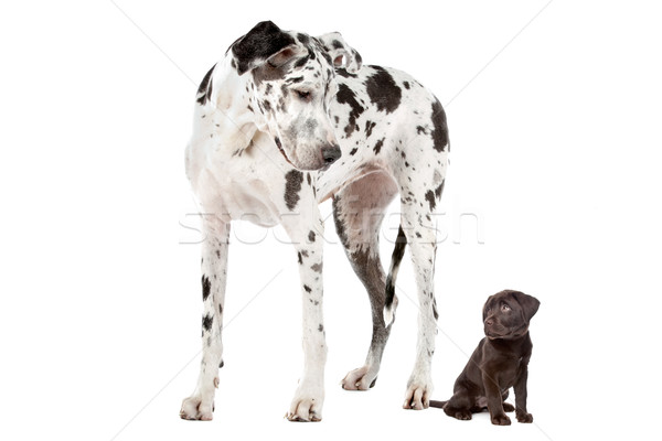 Stock foto: Groß · Hund · groß · Schokolade · labrador