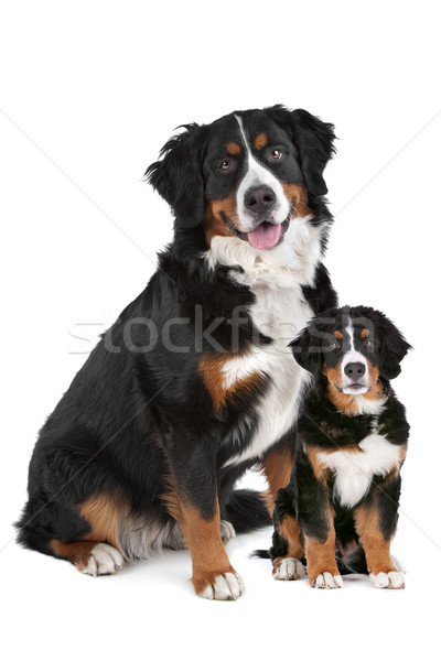 Stock fotó: Berni · pásztorkutya · felnőtt · kutyakölyök · fehér · család · kutya