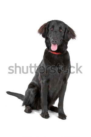 flat coated retriever dog Stock photo © eriklam