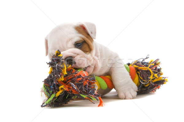 dog puppy playing with a rope isolated on a white background