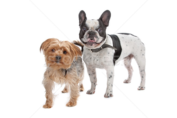 Stockfoto: Frans · bulldog · yorkshire · terriër