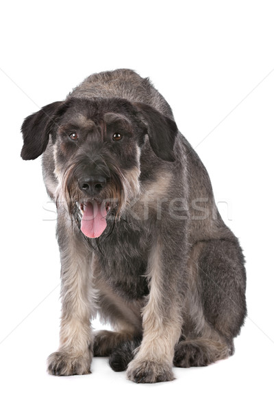 Gigante schnauzer bianco cane nero animale Foto d'archivio © eriklam