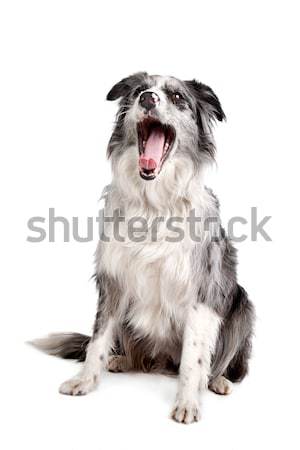 Gemengd ras hond witte achtergrond dier Stockfoto © eriklam