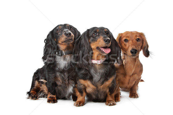 dachshund dogs Stock photo © eriklam