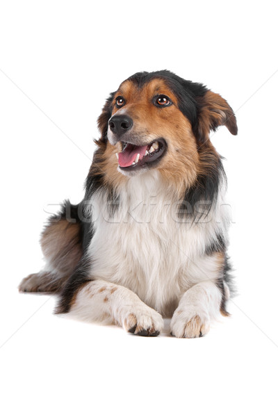 Border Collie Schäferhund isoliert weiß Hund Grenze Stock foto © eriklam