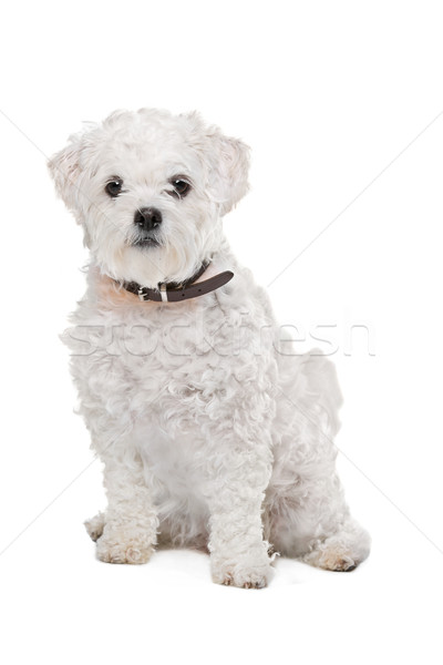 Gemischte Rasse Hund weiß Stock foto © eriklam