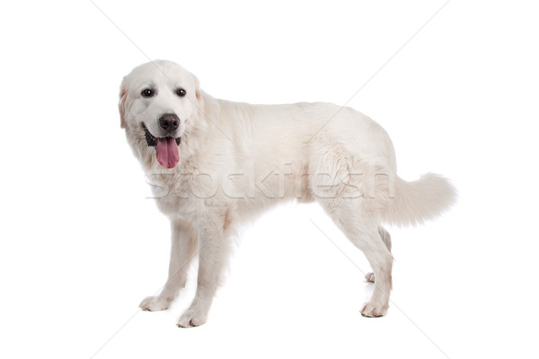 Herdershond witte hond berg dier studio Stockfoto © eriklam