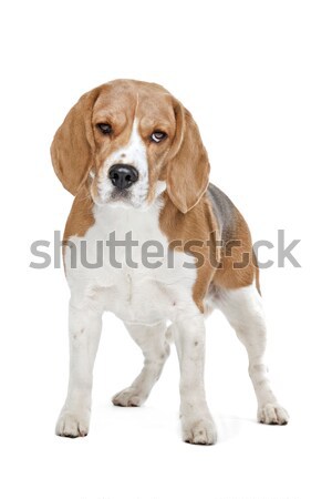 Beagle hound Stock photo © eriklam