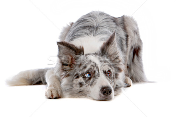 Border collie isolato bianco cane blu Foto d'archivio © eriklam