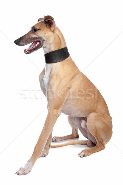 Greyhound, Whippet, Galgo dog Stock photo © eriklam