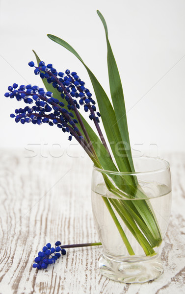 Grape hyacinth Stock photo © Es75