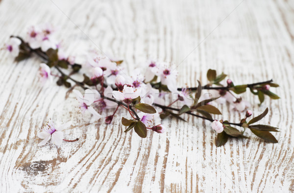 桜 古い 木製 花 春 自然 ストックフォト © Es75