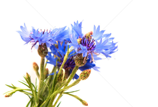 Bukiet niebieski kwiat piękna lata kolor Zdjęcia stock © Es75