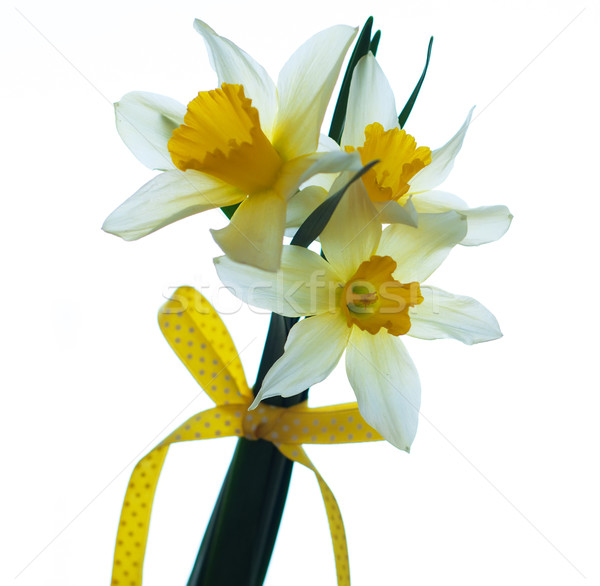 Narcisi fiori bianco fiore primavera bellezza Foto d'archivio © Es75