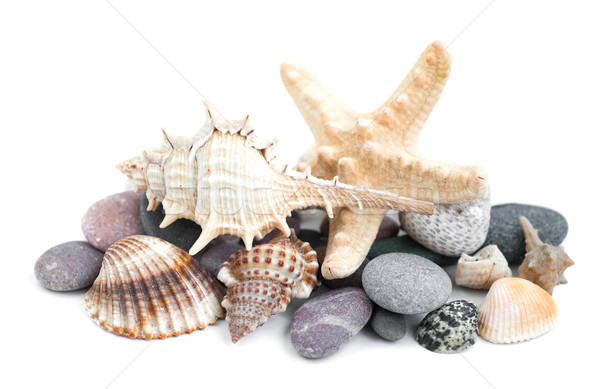 Small heap of sea stones and beige cockleshell Stock photo © Es75