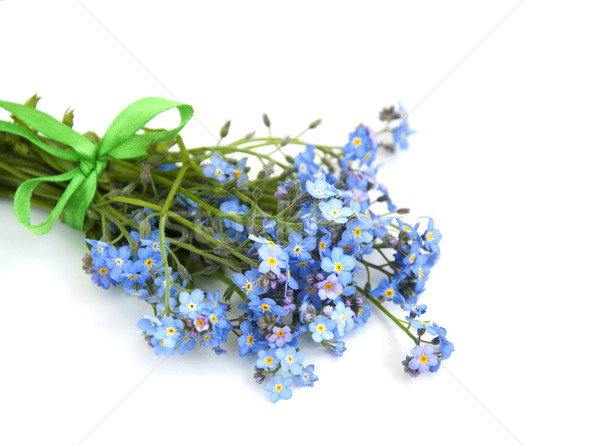forget-me-not Stock photo © Es75