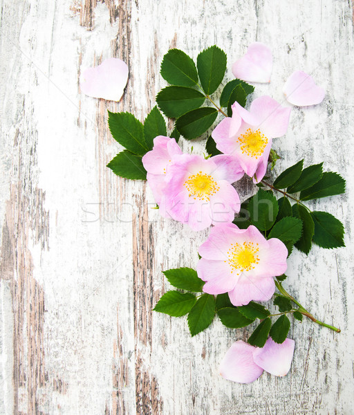 Cane rosa vecchio legno primavera amore Foto d'archivio © Es75