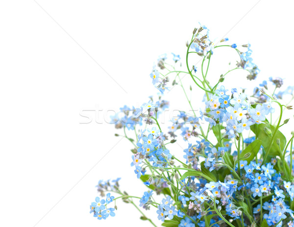 Fiori bianco fiore primavera foglia Foto d'archivio © Es75