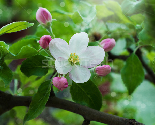 春天的花朵 春天 蘋果 開花 性質 光 商業照片 © Es75