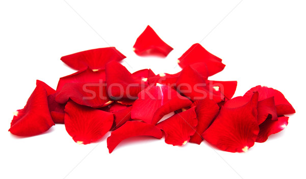 Roses rouges pétales isolé blanche mariage amour [[stock_photo]] © Es75