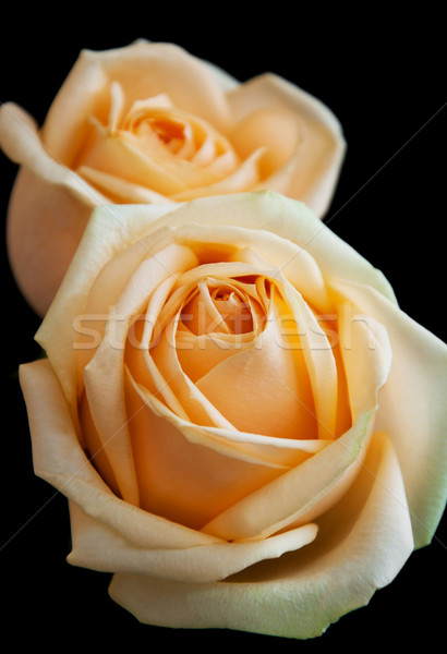 [[stock_photo]]: Roses · noir · deux · isolé · fleur · fleurs