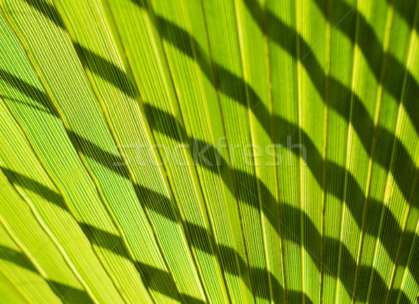 Green palm leaves Stock photo © Es75