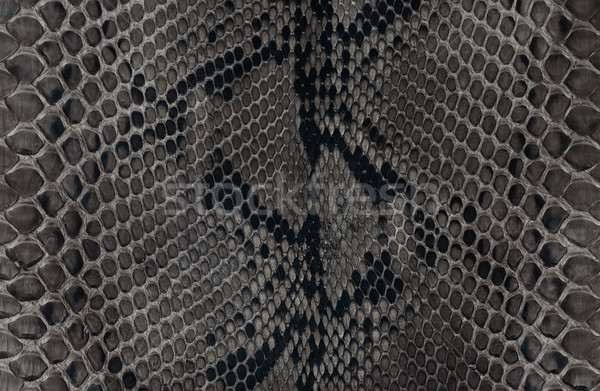 Serpente pelle texture bianco nero pelle abstract Foto d'archivio © Es75