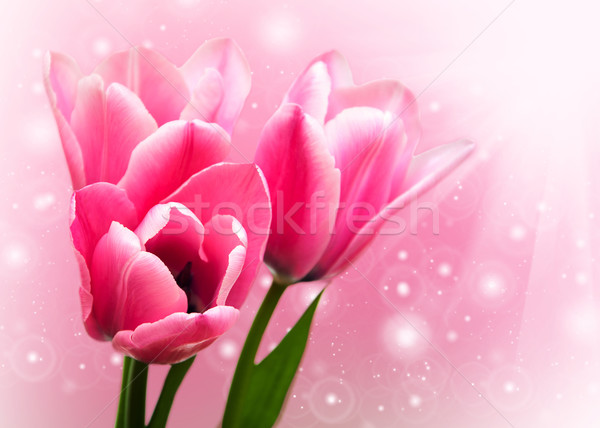 Foto d'archivio: Rosa · colorato · tulipano · fiori · bokeh · primavera