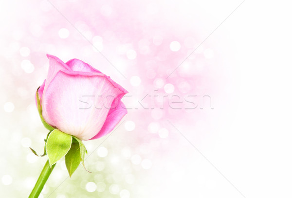 Stock fotó: Rózsaszín · rózsa · virág · bokeh · rózsa · levél · rózsák