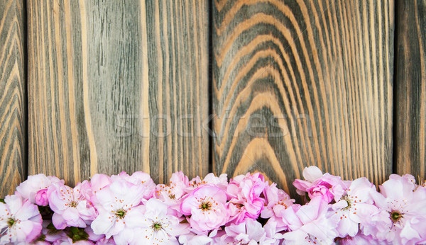 Foto stock: Sakura · flor · velho · fronteira · rosa