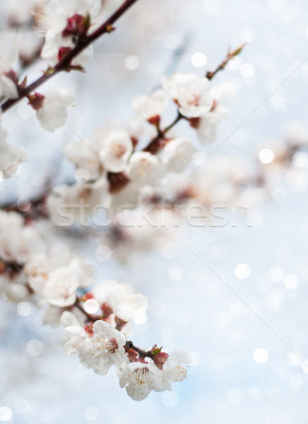 Primavera fiore luminoso cielo blu cielo fiore Foto d'archivio © Es75