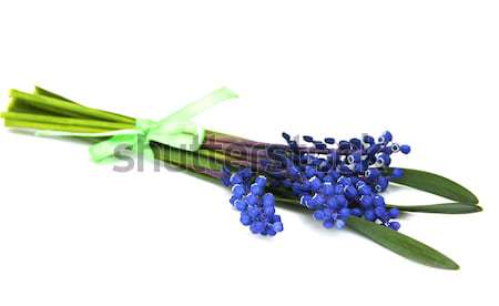 Grape hyacinth Stock photo © Es75